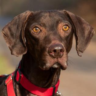 CHOCO - Deutsch Kurzhaar - 7 Jahre - Tierhilfe-Franken e. V.