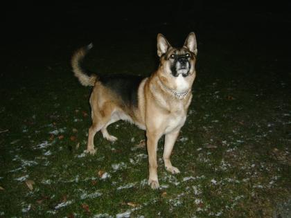 DECKRÜDE Deutsche-Schäferhund suchen weiblich.