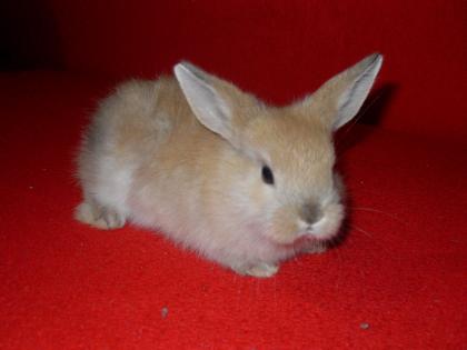 Kleines Hasenbaby sucht neues zu Hause