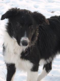 Border Collie Reinrassig