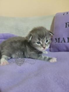 Wundervolle Maine Coon Kitten