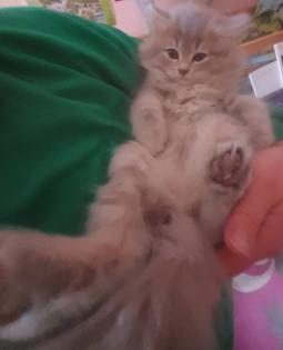 Edelmixkitten Katerchen