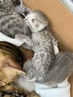 Bengal/BKH mix Kitten Erbkrankheitenfrei