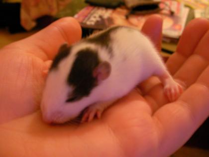 6 Wunderhübsche Rattenkinder im alter von ca. 5 wochen in sehr liebevolle hände