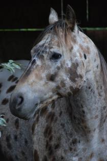 Appaloosa Deckhengst