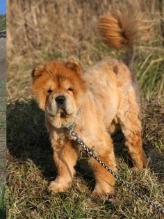 Albany ein Chow-Rüde