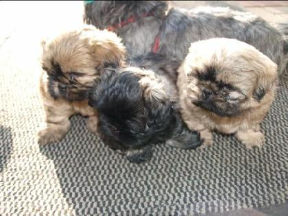 3 reinrassige kleinbleibende Shih Tzu Welpen ab 12. 2. 09 ab zu geben