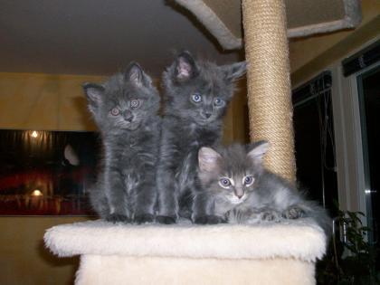 Maine Coon Kitten