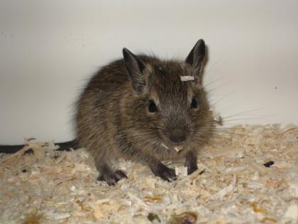 Blaue Degu Jungtiere