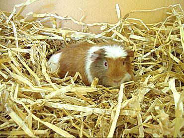 Bei mir sucht ein 4 Monate junges Meerschweinchenmädchen ein neues zu Hause