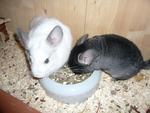 NOTFALL Chinchilla abzugeben