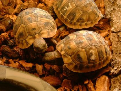 Griechische Landschildkröten weibliche Thb NZ 2022