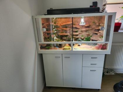 Terrarium inkl. zwei Leopardgeckos und diverses Zubehör