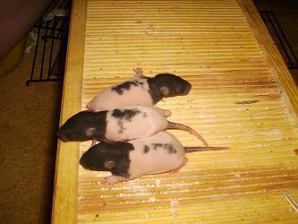 Ratten abzugeben black hooded broken