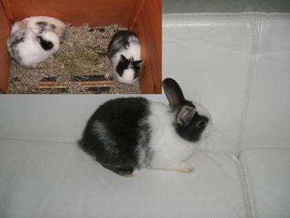 Kleine Zwergkaninchen zu verschenken
