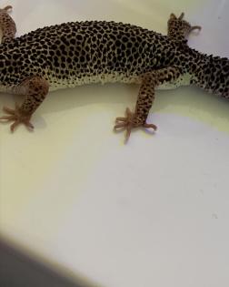 0. 1 Mack Snow Lemonfrost Leopardgecko Weibchen Nz 20