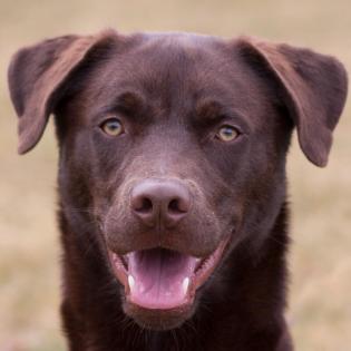 BRUNO - Husky-Mix-Weimaraner - 8 Monate - Tierhilfe-Franken e. V.