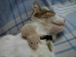Stubentiger sucht Mäuschen zum Vernaschen