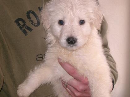 Golden Retriever/Weisser Schweizer Schäferhund Mix Welpe