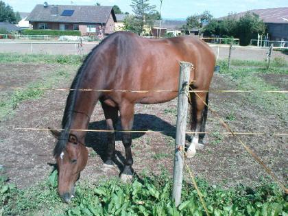 Brauner sucht Reitbeteiligung