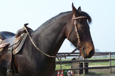 SUCHE eine zuverlässige RB für meine QH Stute in 49419 Wagenfeld