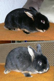 Kaninchen Lohkaninchen Rammler