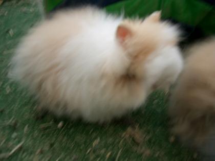 3 süsse teddyzwergkaninchen gegen Schutzgebühr zu verkaufen