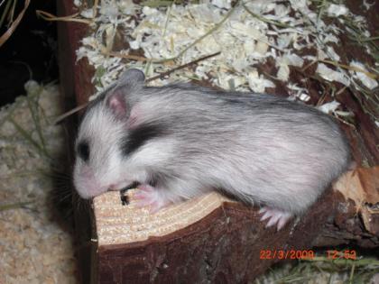 Niedliche Teddyhamsterbabys aus liebevoller Hobbyzucht