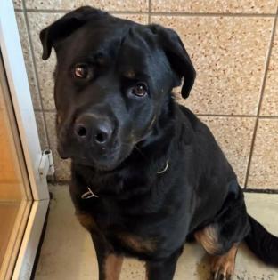 BALU - Rottweiler-Mix - 2 Jahre - Tierhilfe-Franken e. V.