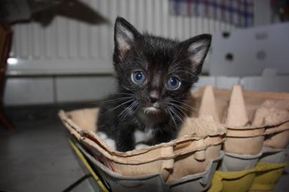 3 süße Maikätzchen zu verschenken