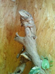 1 Bartagame zu Verschenke 30cm SÜNNA 36404