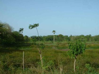 Verkaufe Bauland in Cabarete in Strandnähe 2550 m 1650 m 900 m