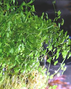 Dreiteiliger Wassernabel Bündel Aquariumpflanzen Versand/ Abholung