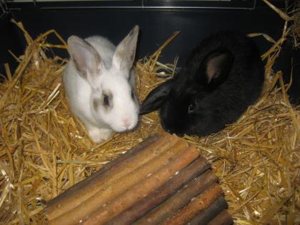 Zwei 8 wochen alte Kaninchen dringend abzugeben
