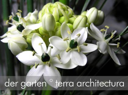 GartenPLANUNG GartenBERATUNG GartenGESTALTUNG Berlin