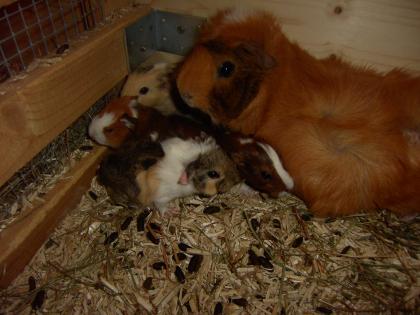 Meerschweinchenbabys zu verkaufen