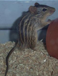 1 0 Lemniscomys Barbarus Vielstreifengrasmaus Männchen