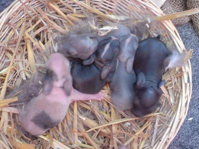 Nhd Zwergwidder Jungtiere Zuchttiere suchen ein neuen Möhrenspender