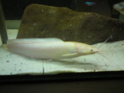 Aquariumauflösung