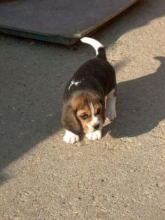 Zwei süße kleine Beagle Dämchen suchen ein neues Zuhause