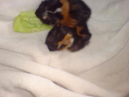 Meerschweinchenbabys