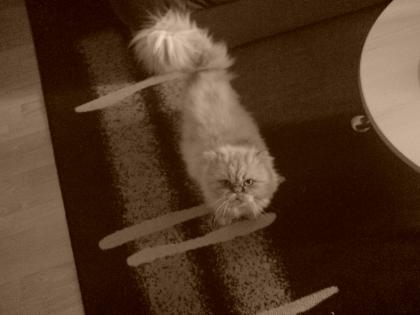 Garfield sucht ein neues zuhause.