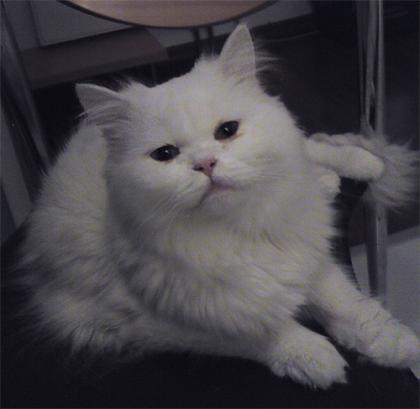Weißer SEHR verschmuster Perserkater mit Nase sofort abzugeben