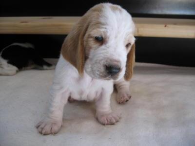 Basset Hound mit Papieren