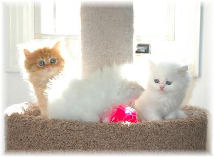 Perser Babies suchen liebe neue Zuhause