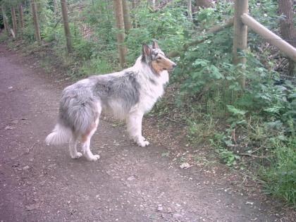 2 Amerikanische Collies auch getrennt suchen.