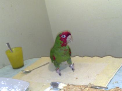 Grünwangen Amazone Amazona viridigenalis