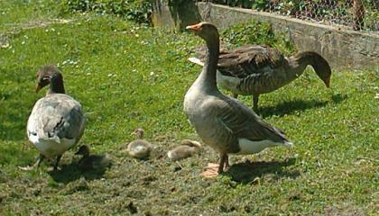 Ganter der Bayr. Landgans Frankengans