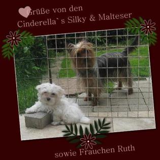 Suche Shih Tzu Hündin