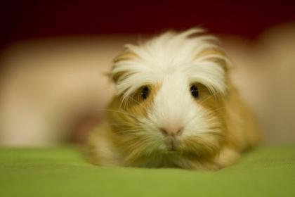 2 Meerschweinchen Coronet uns Sheltie Satin 50Euro mit Holzvilla abzugeben